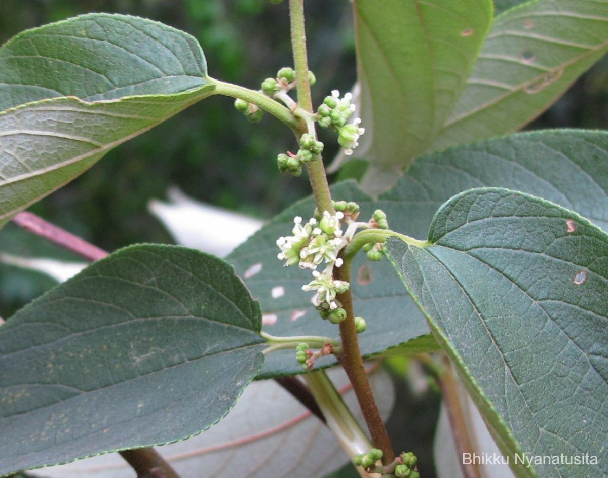 Trema orientale (L.) Blume